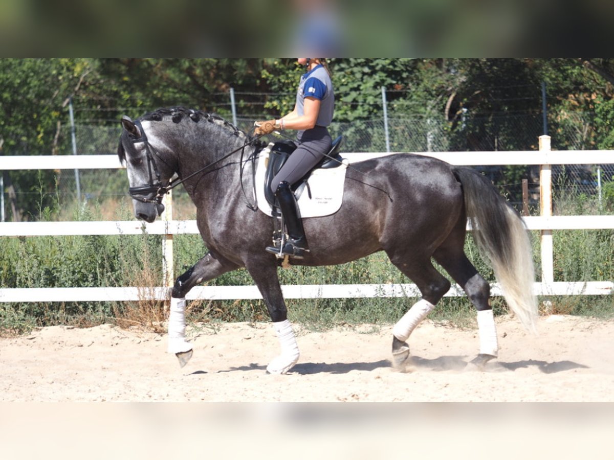 PRE Mix Hengst 7 Jaar 170 cm Schimmel in NAVAS DEL MADRONO