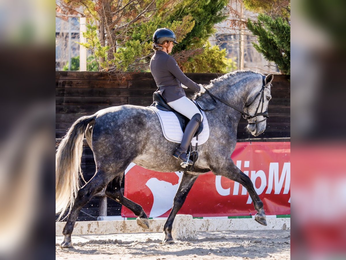 PRE Mix Hengst 7 Jaar 172 cm Schimmel in Sitges