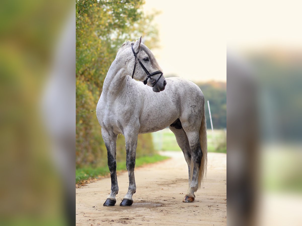 PRE Hengst 7 Jaar 173 cm Vliegenschimmel in Roeser