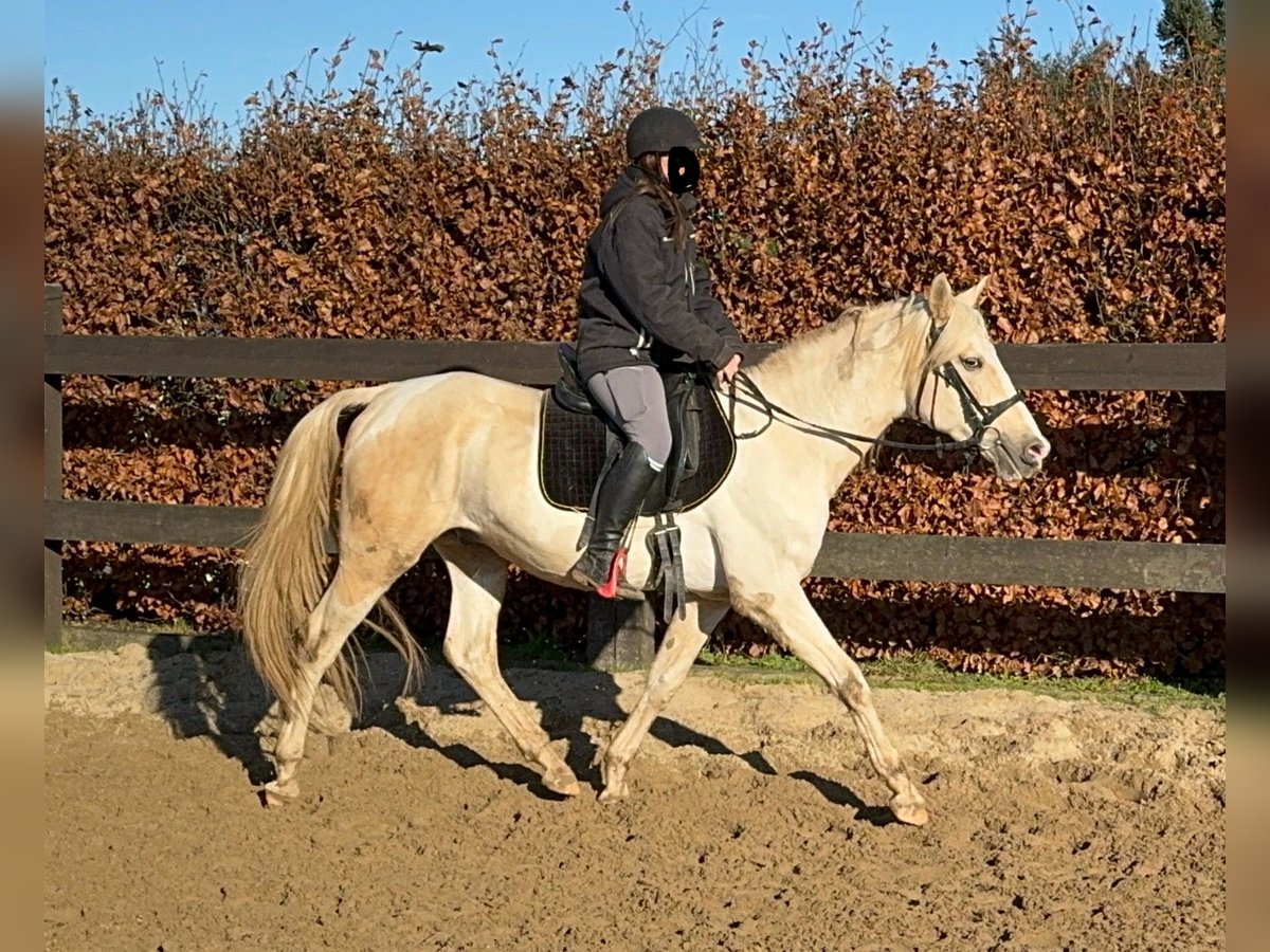 PRE Mix Hengst 7 Jahre 155 cm Palomino in Daleiden