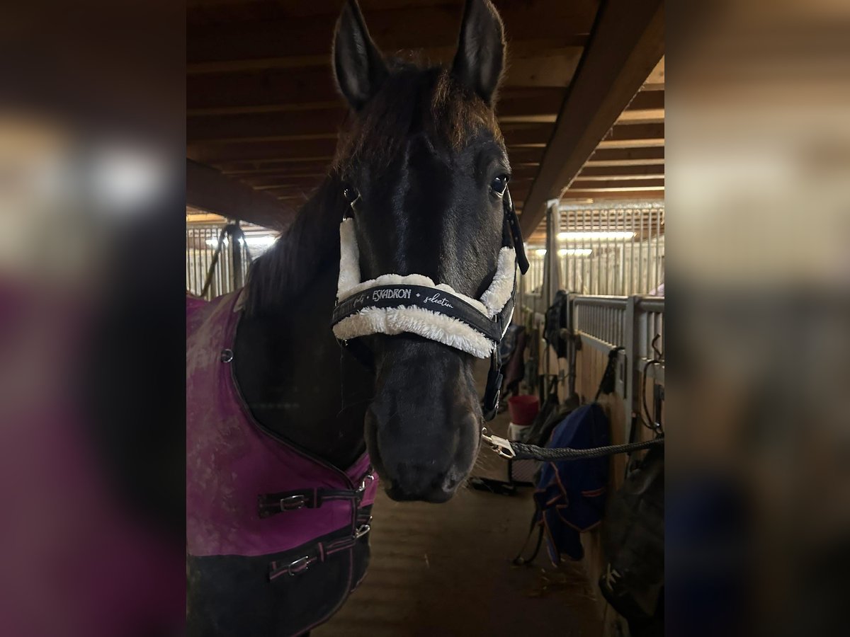PRE Hengst 7 Jahre 155 cm Rappe in Bad S&#xE4;ckingen