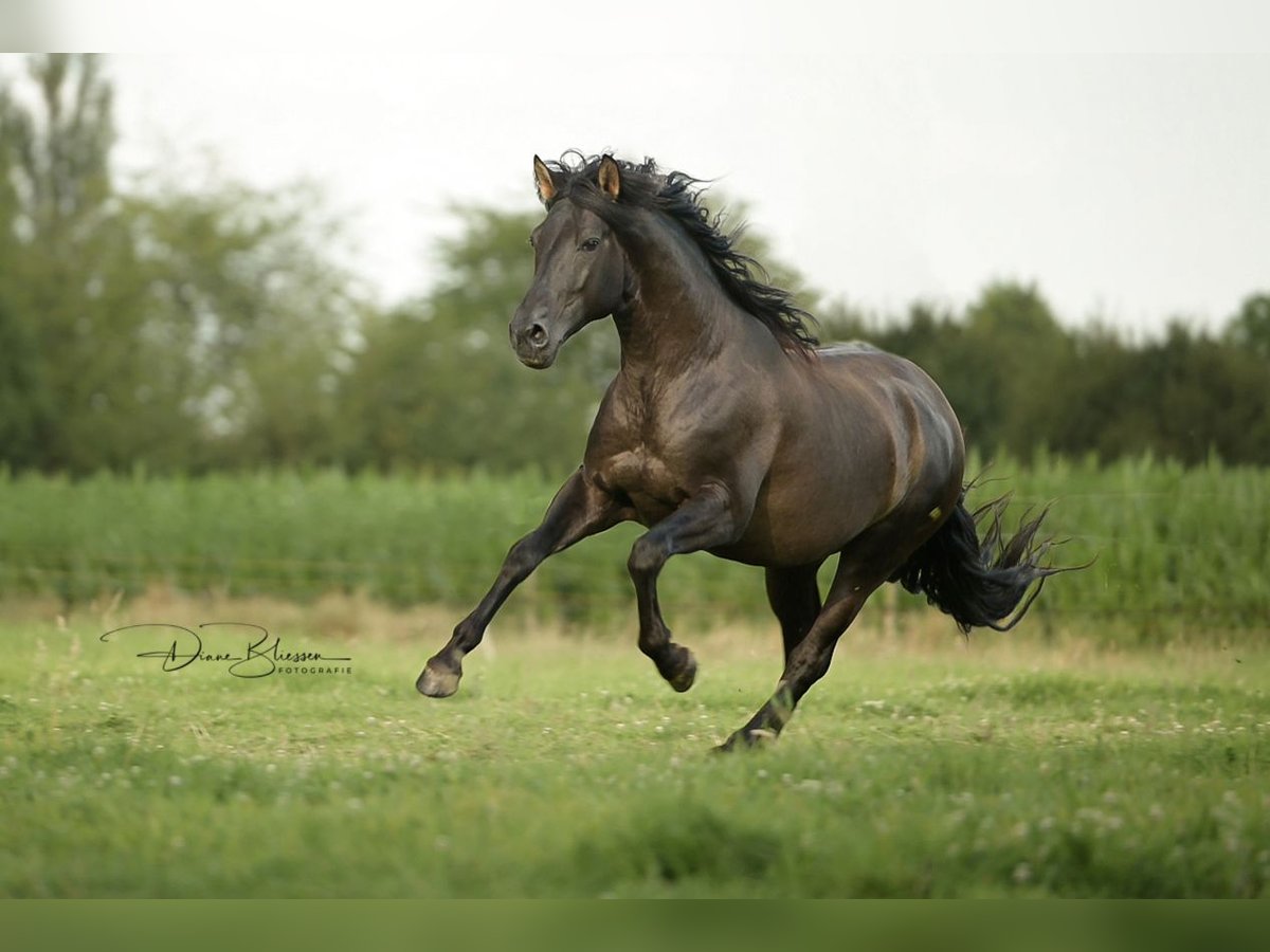 PRE Hengst 7 Jahre 157 cm Rappe in Jülich