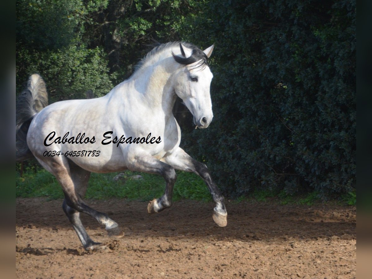 PRE Hengst 7 Jahre 158 cm Apfelschimmel in Vejer de la Frontera