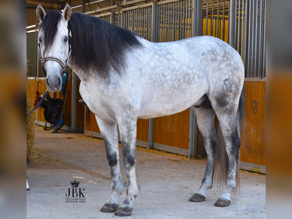 PRE Hengst 7 Jahre 158 cm Schimmel in Tabernas Almeria