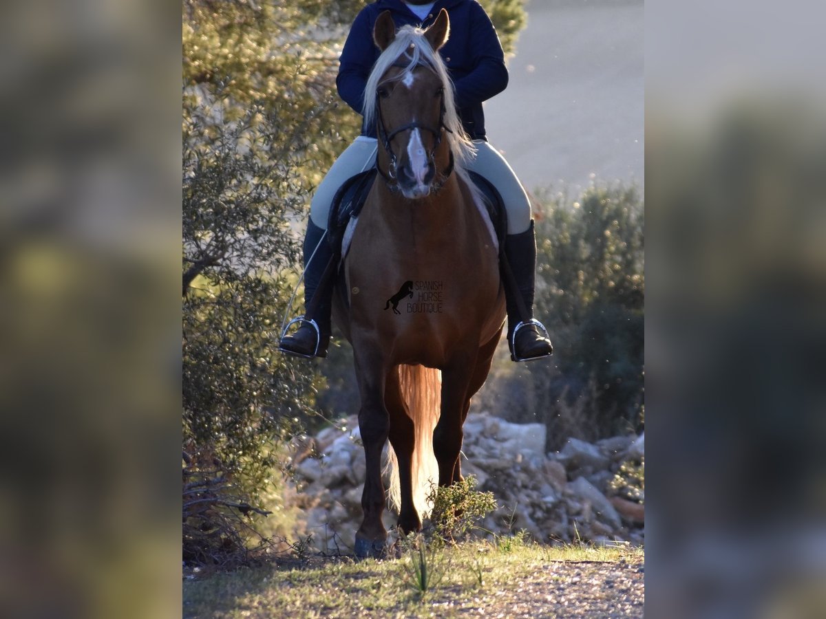 PRE Hengst 7 Jahre 160 cm Palomino in Mallorca
