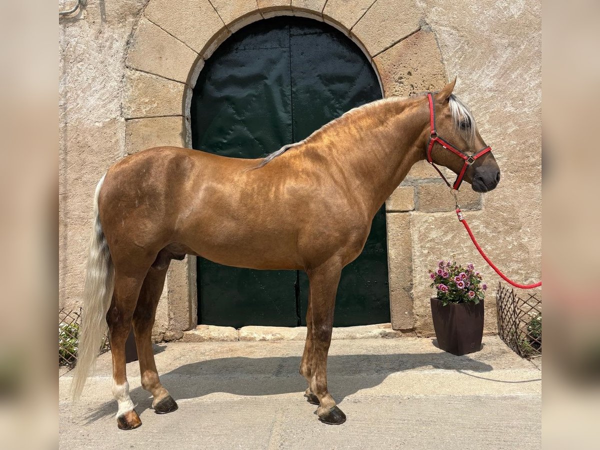 PRE Mix Hengst 7 Jahre 163 cm Palomino in Hamburg