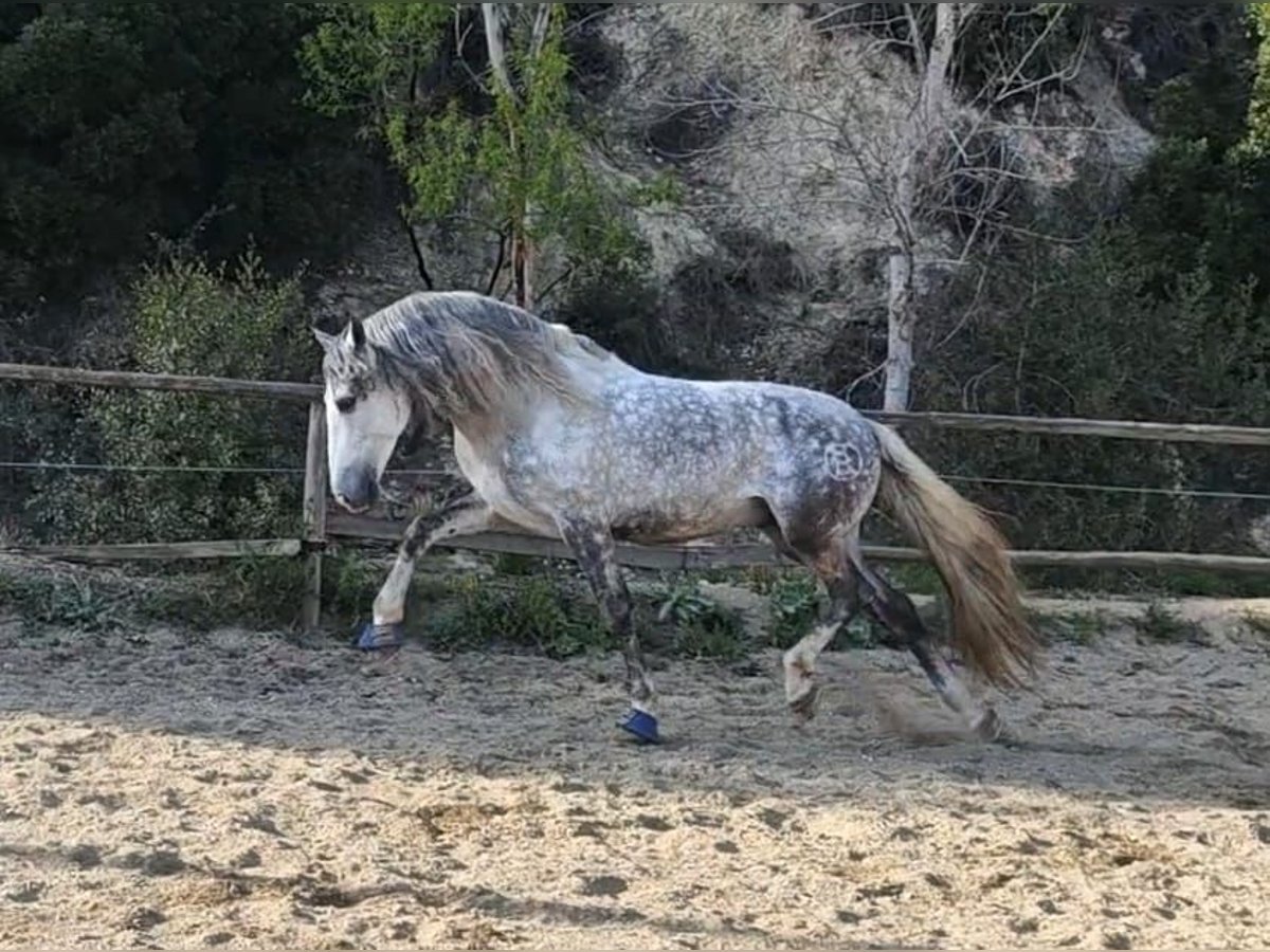 PRE Mix Hengst 7 Jahre 165 cm Apfelschimmel in Viladecans