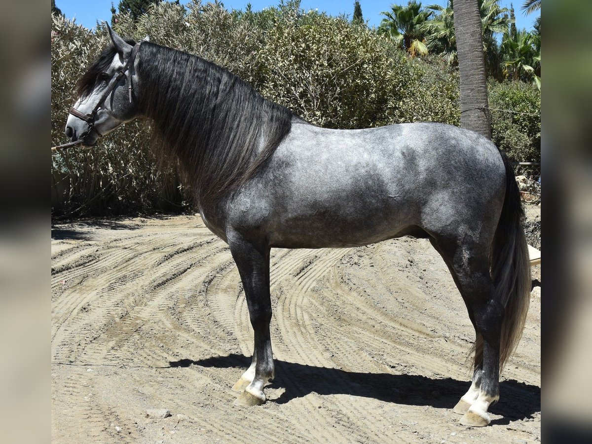 PRE Mix Hengst 7 Jahre 165 cm Schimmel in MALAGA