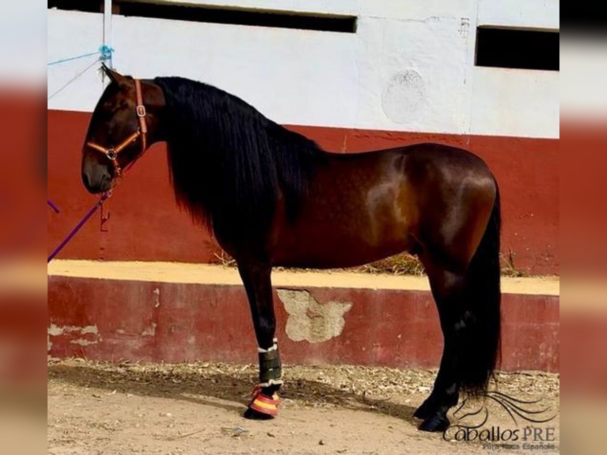 PRE Hengst 7 Jahre 167 cm Brauner in Badajoz