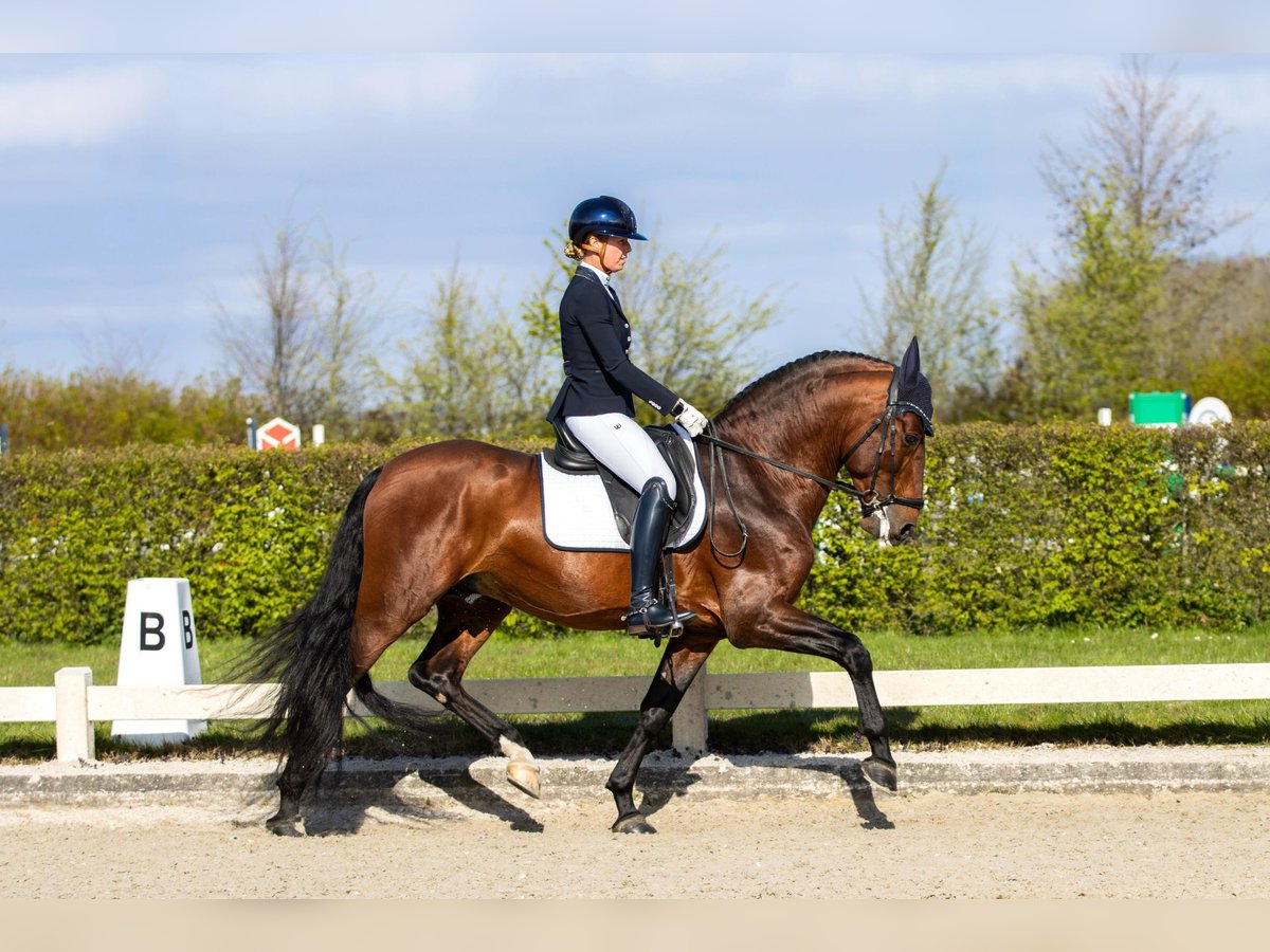 PRE Mix Hengst 7 Jahre 167 cm in Vinkeveen