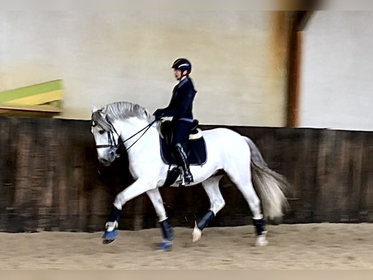 PRE Mix Hengst 7 Jahre 167 cm Schimmel in Neeritter