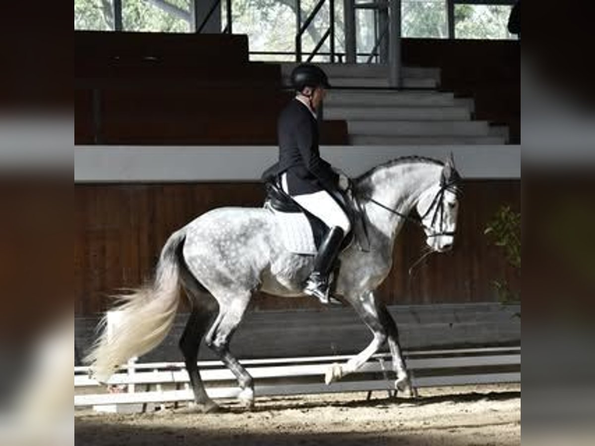 PRE Mix Hengst 7 Jahre 167 cm Schimmel in Milano