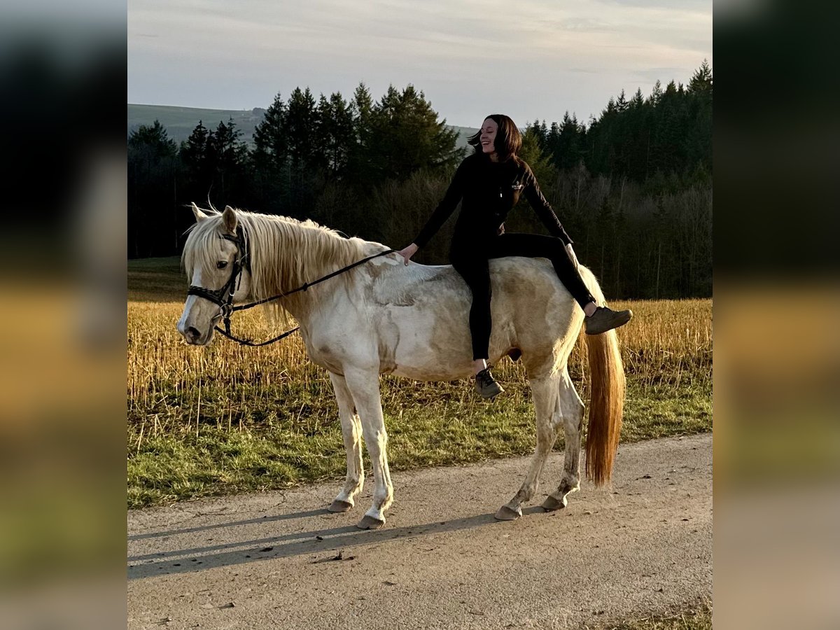 PRE Mix Hengst 8 Jaar 157 cm Gevlekt-paard in Daleiden