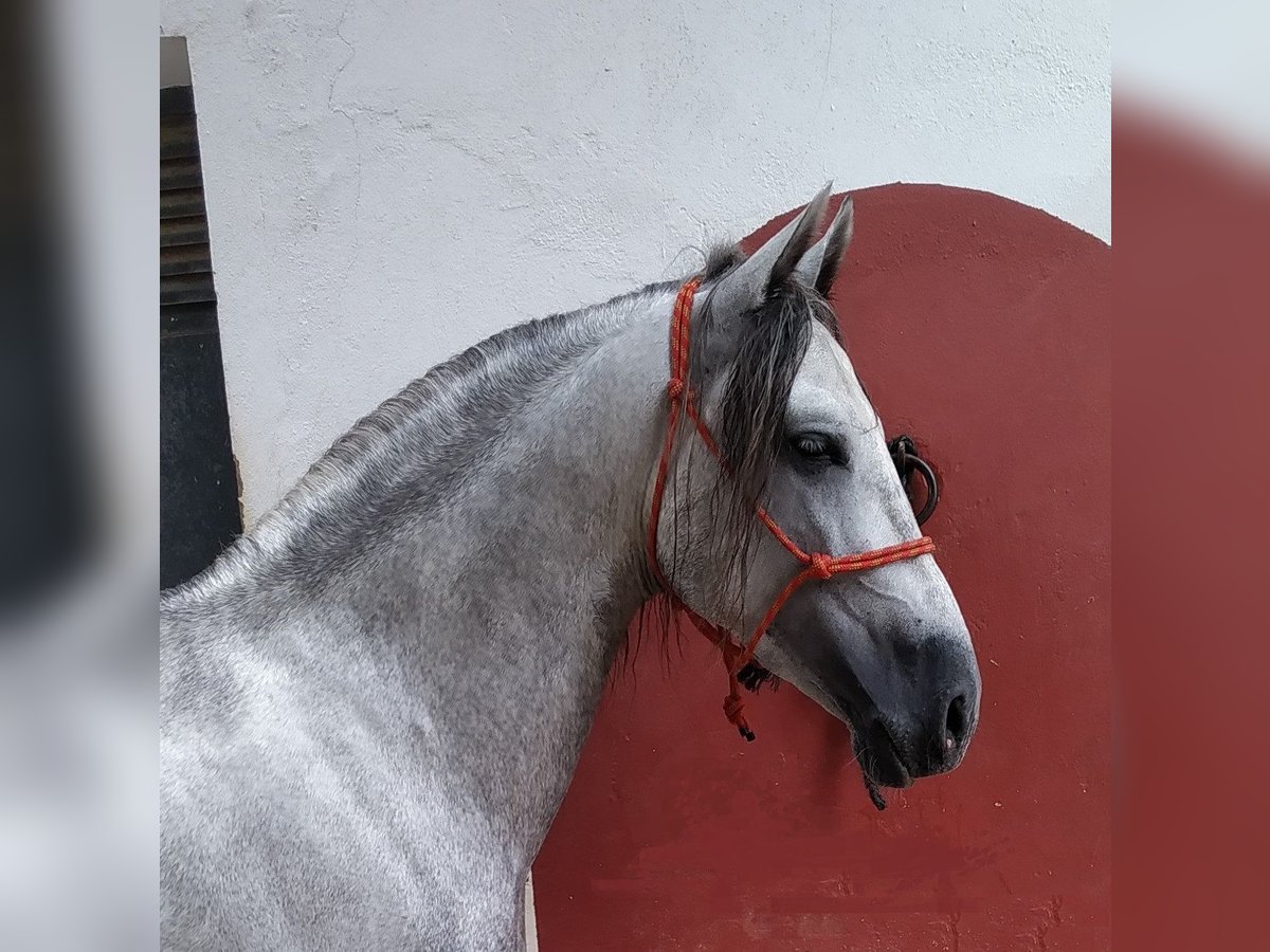 PRE Mix Hengst 8 Jaar 157 cm Schimmel in Sevilla