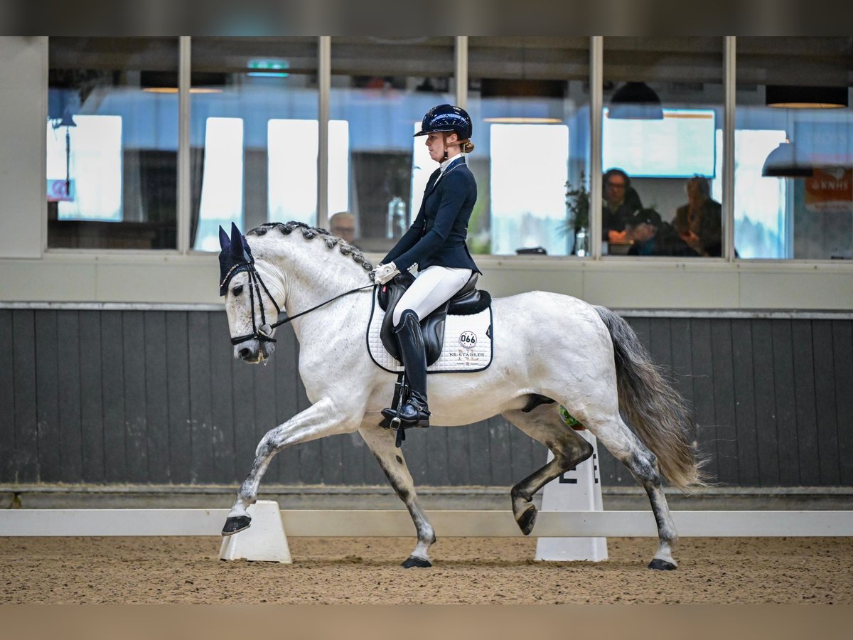 PRE Hengst 8 Jaar 160 cm Schimmel in Vinkeveen