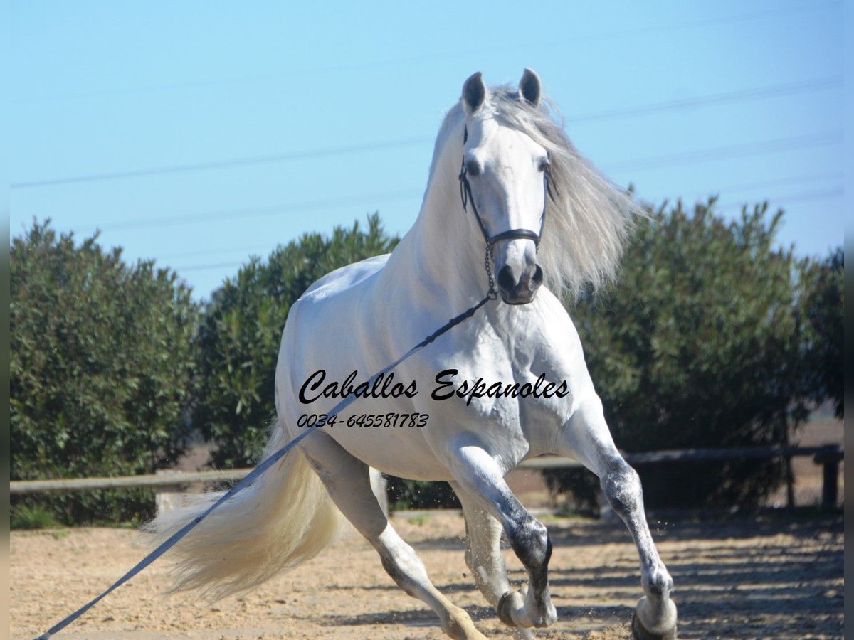 PRE Mix Hengst 8 Jaar 161 cm Schimmel in Vejer de la Frontera