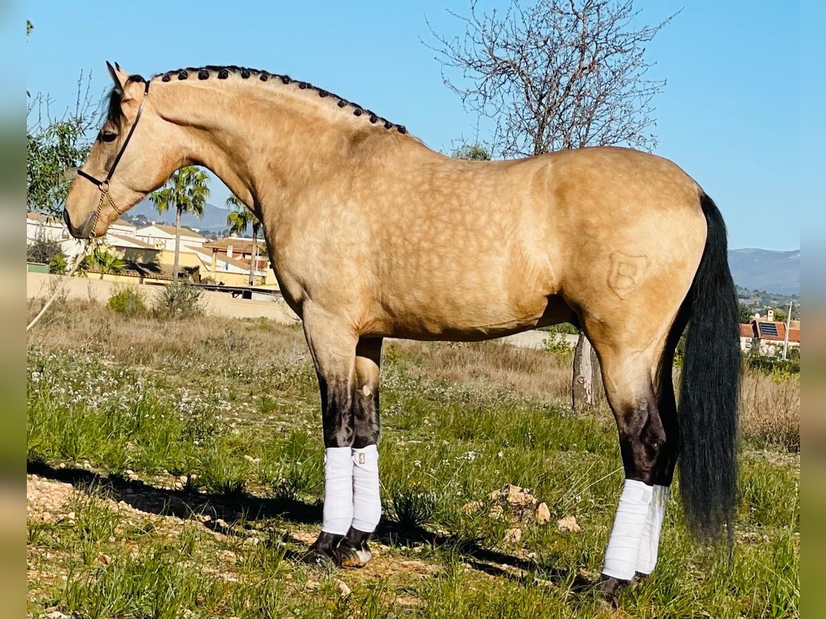 PRE Mix Hengst 8 Jaar 162 cm Buckskin in Martfeld