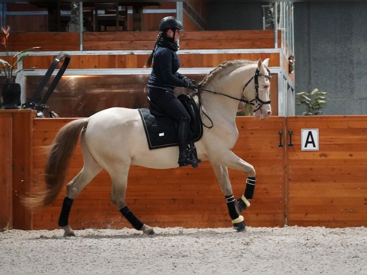 PRE Mix Hengst 8 Jaar 162 cm Perlino in Heuvelland