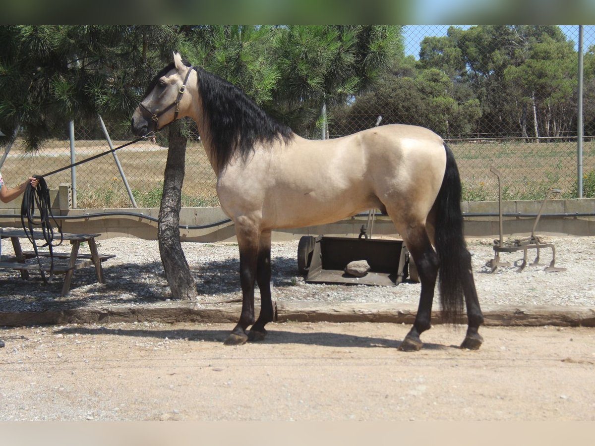 PRE Mix Hengst 8 Jaar 165 cm Falbe in Hamburg