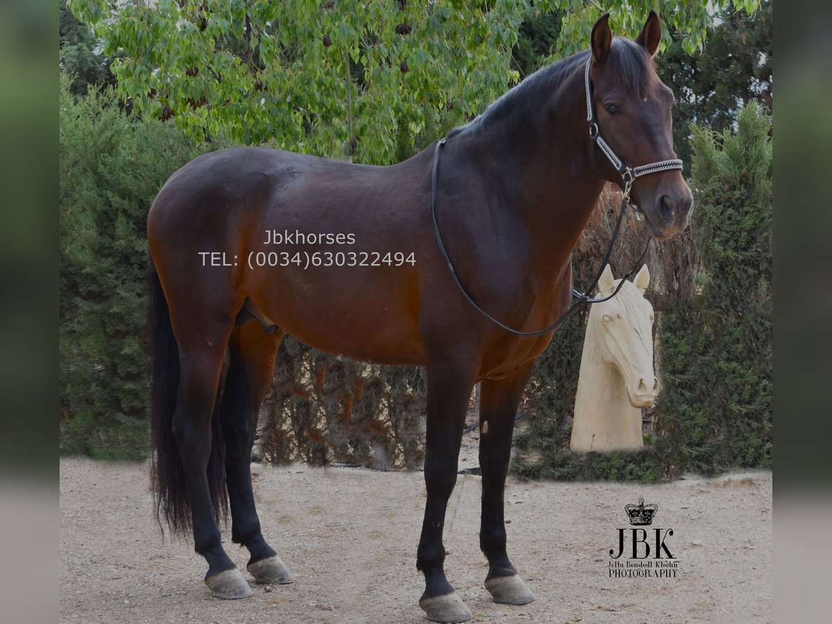 PRE Hengst 8 Jaar 166 cm Bruin in Tabernas Almeria