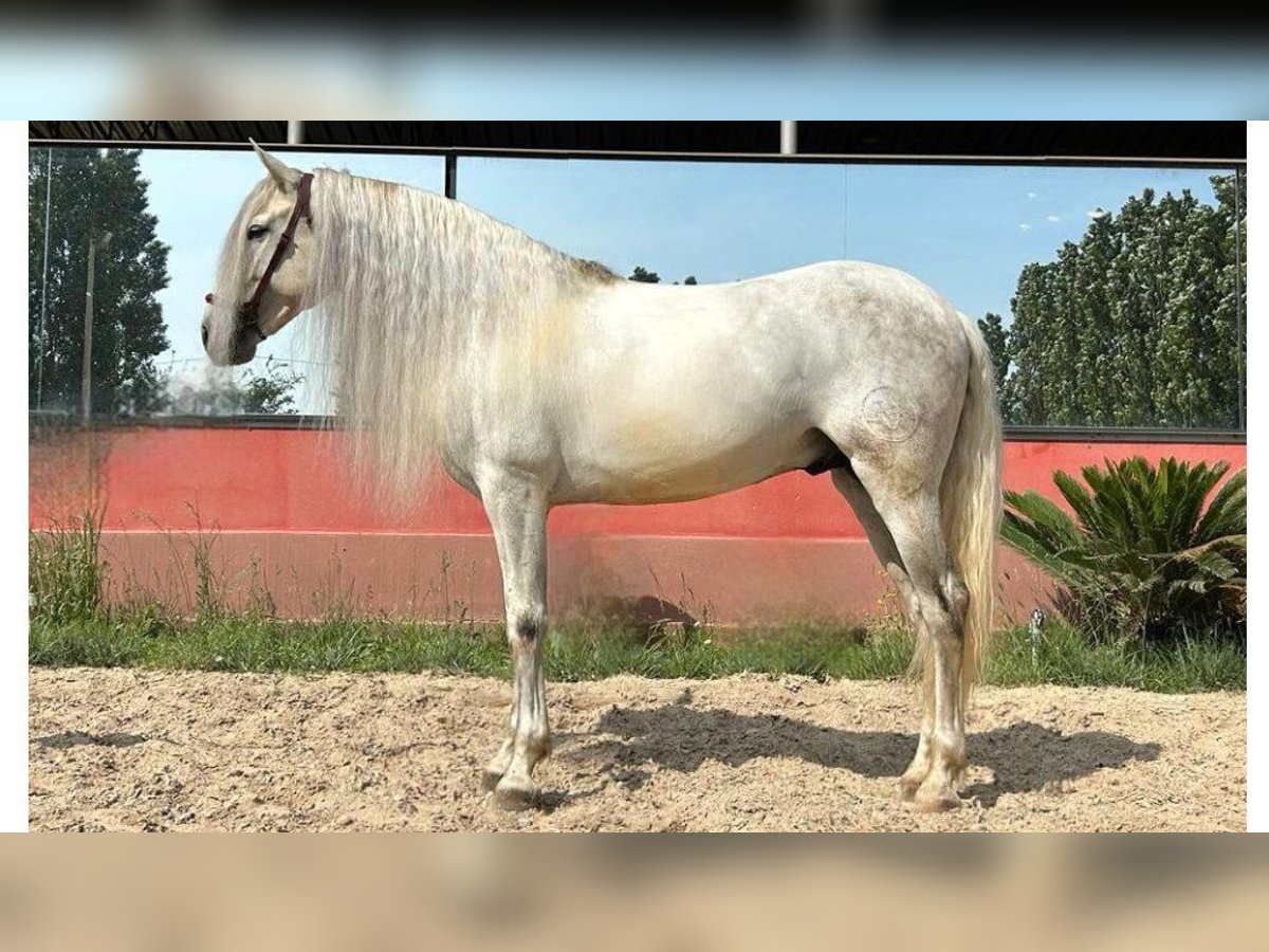 PRE Mix Hengst 8 Jaar 166 cm Schimmel in NAVAS DEL MADRONO