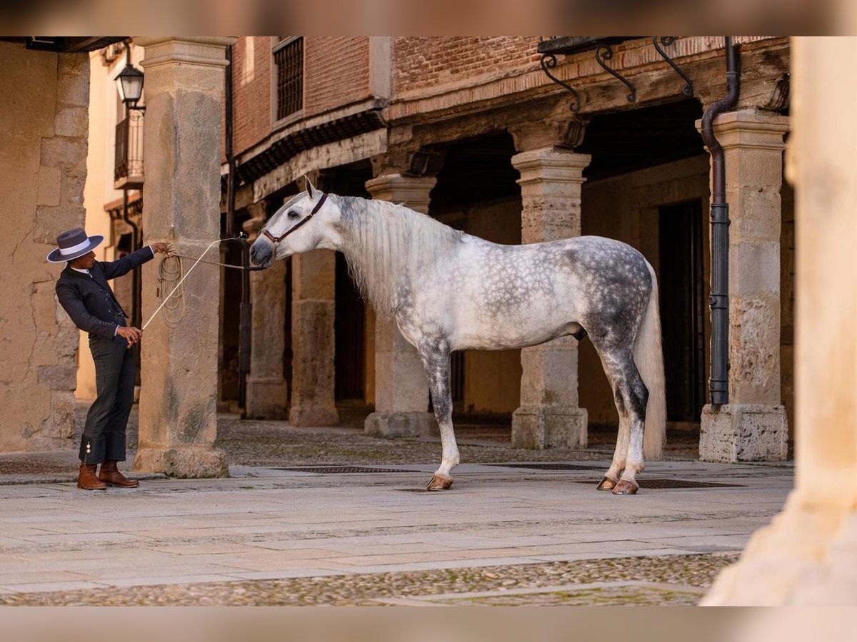 PRE Mix Hengst 8 Jaar 167 cm Schimmel in PALMA DEL RIO