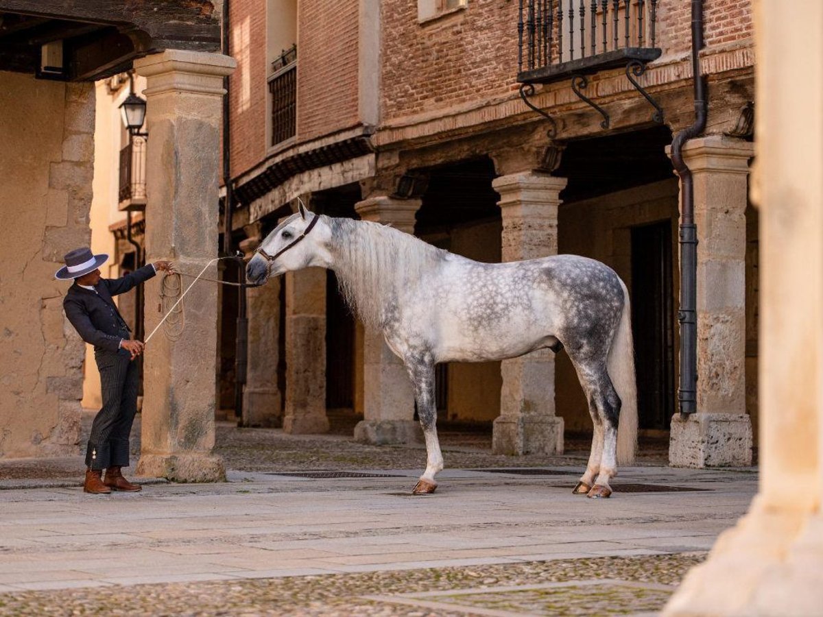 PRE Mix Hengst 8 Jaar 167 cm Schimmel in Navas Del Madroño