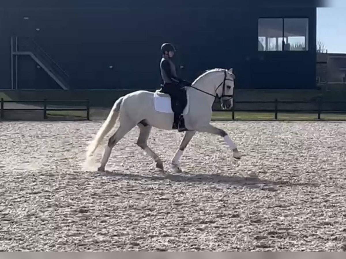 PRE Mix Hengst 8 Jaar 170 cm Schimmel in Beselich