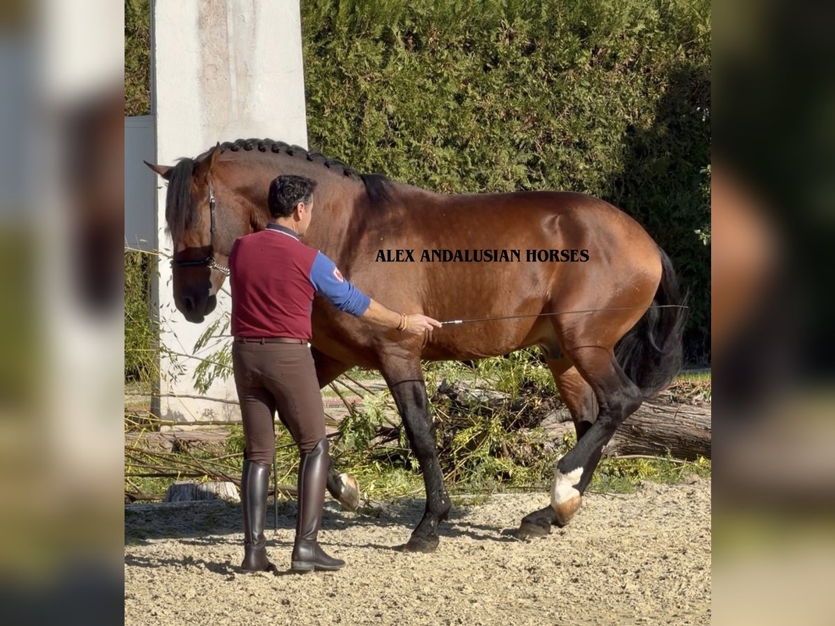 PRE Mix Hengst 8 Jaar 172 cm Bruin in Sevilla