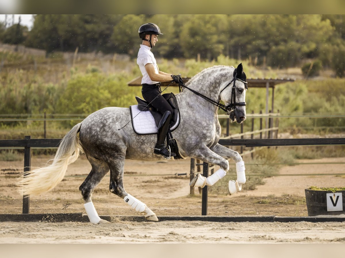 PRE Hengst 8 Jaar 173 cm Appelschimmel in Vilanova I La Geltru