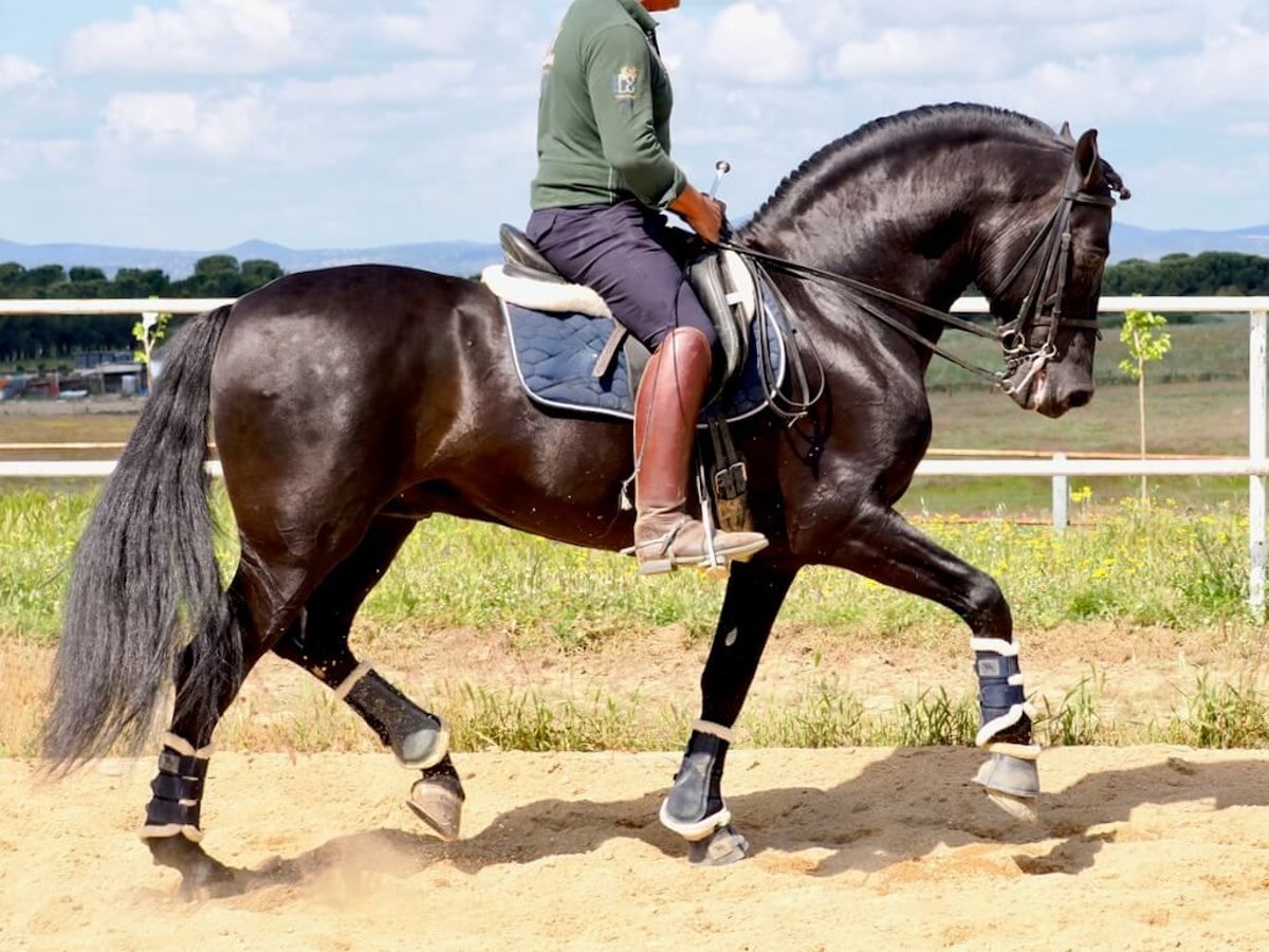 PRE Mix Hengst 8 Jahre 164 cm Rappe in Navas Del Madroño