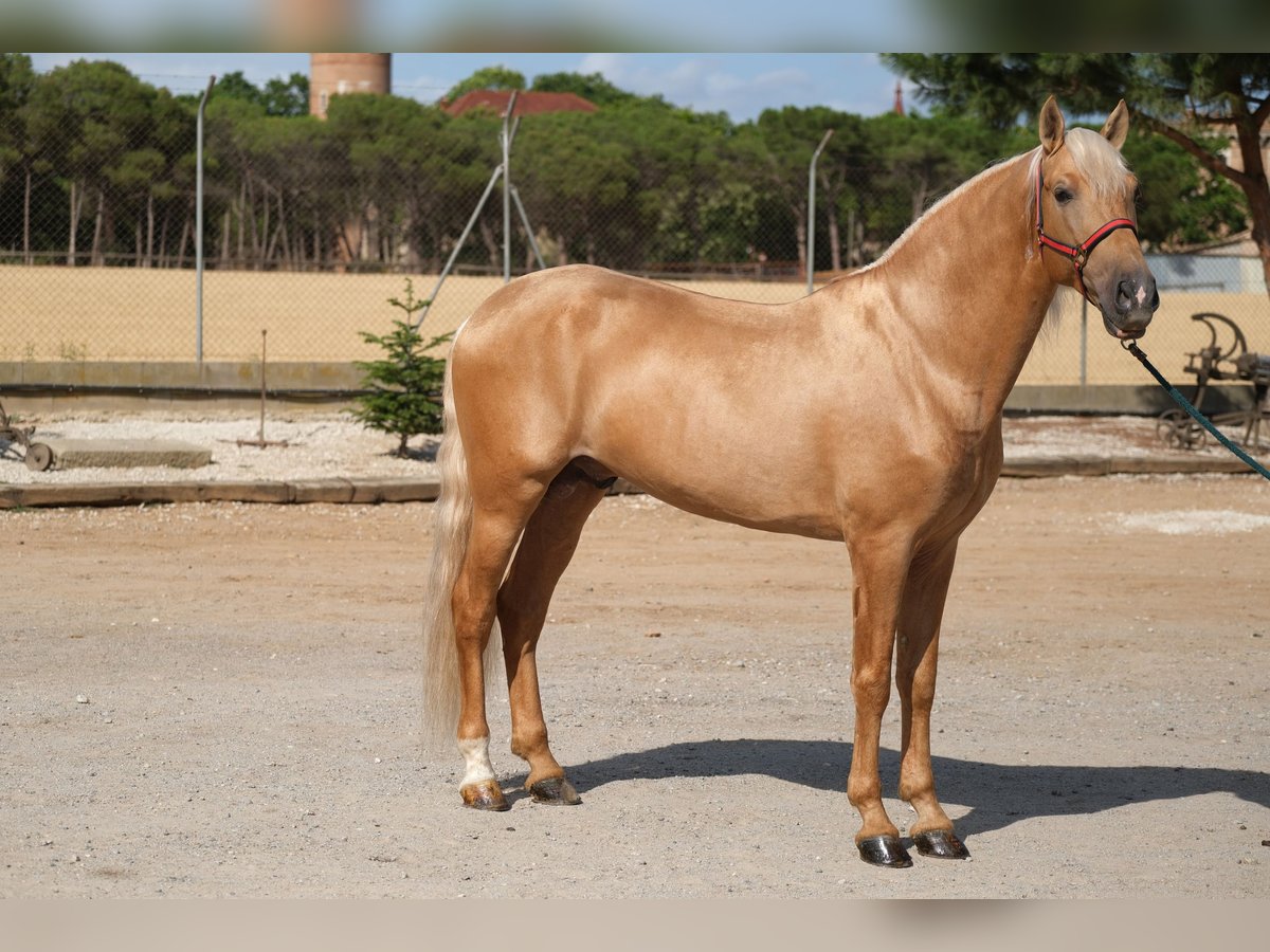 PRE Mix Hengst 8 Jahre 165 cm Palomino in Hamburg