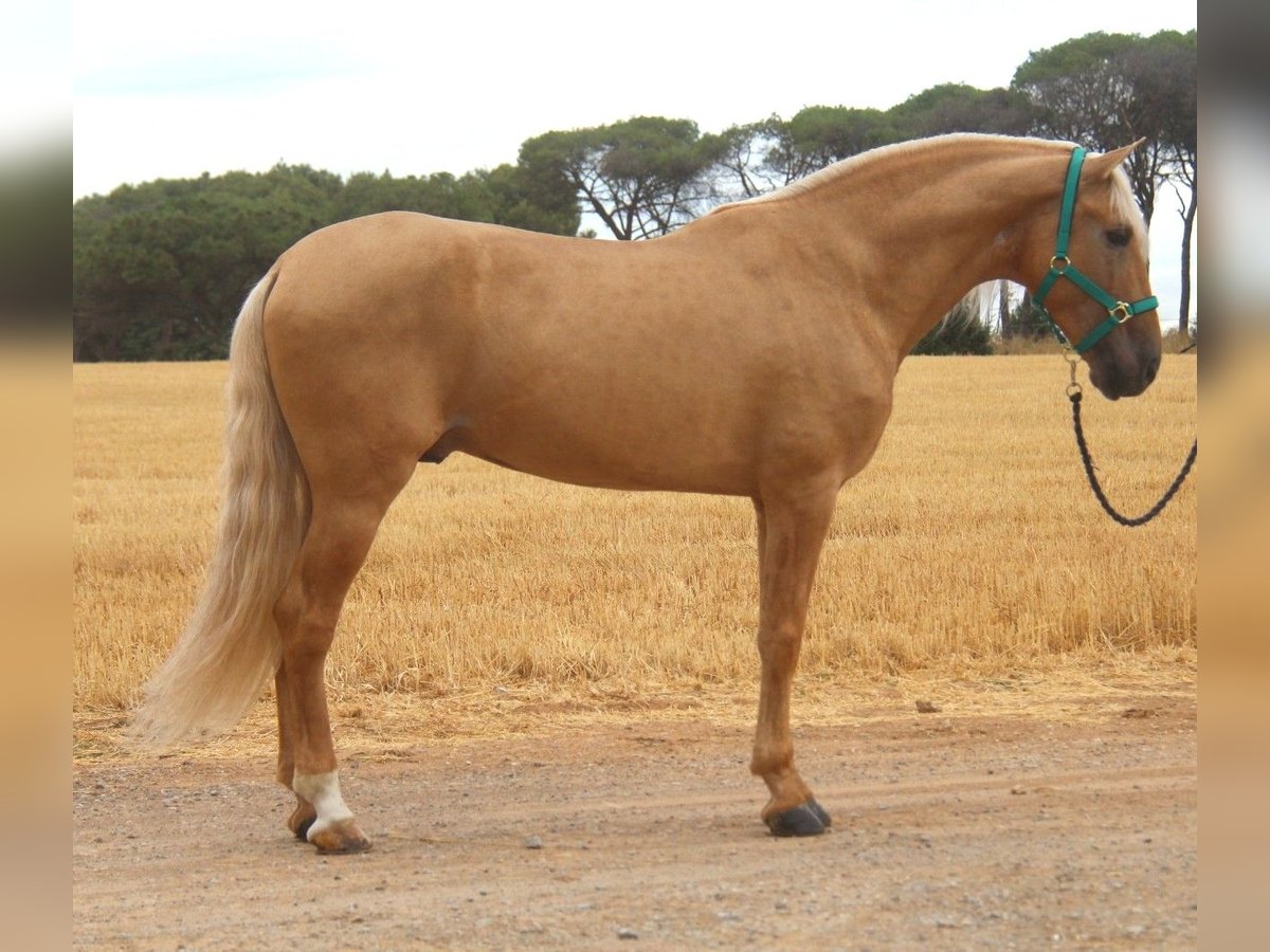 PRE Mix Hengst 8 Jahre 165 cm Palomino in Hamburg