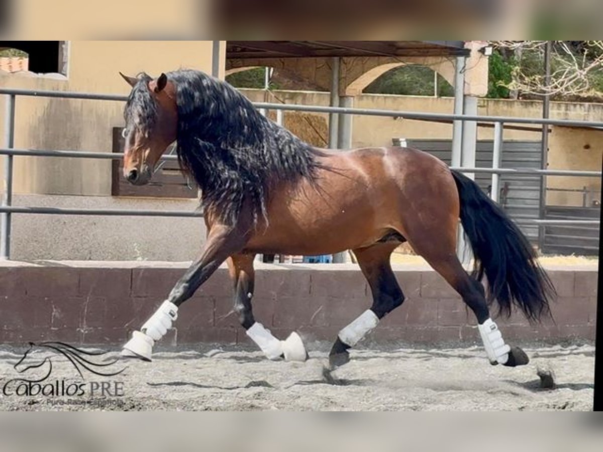 PRE Mix Hengst 8 Jahre 167 cm Brauner in Barcelona