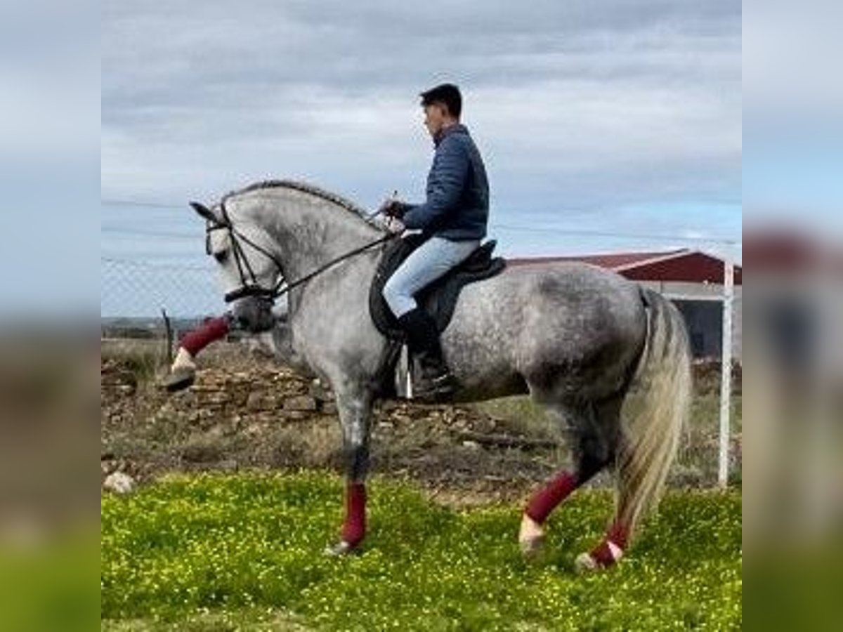 PRE Hengst 8 Jahre 172 cm Fliegenschimmel in NAVALVILLAR DE PELA