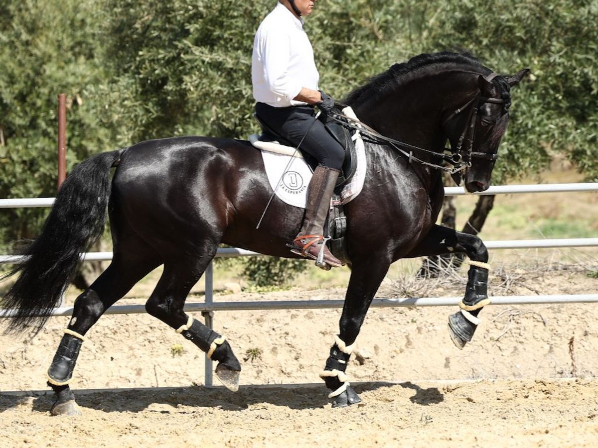 PRE Mix Hengst 8 Jahre 177 cm Rappe in Navas Del Madroño