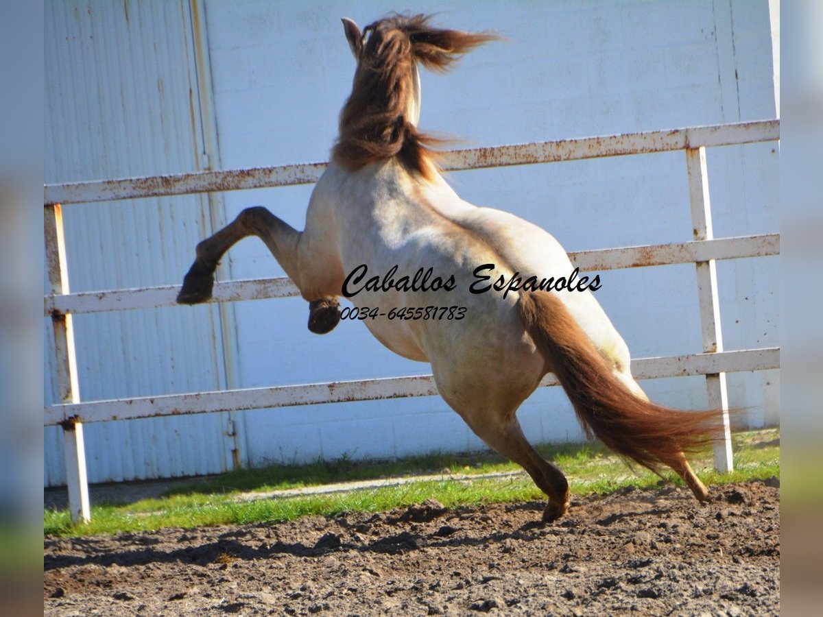 PRE Hengst 9 Jaar 158 cm Perlino in Vejer de la Frontera