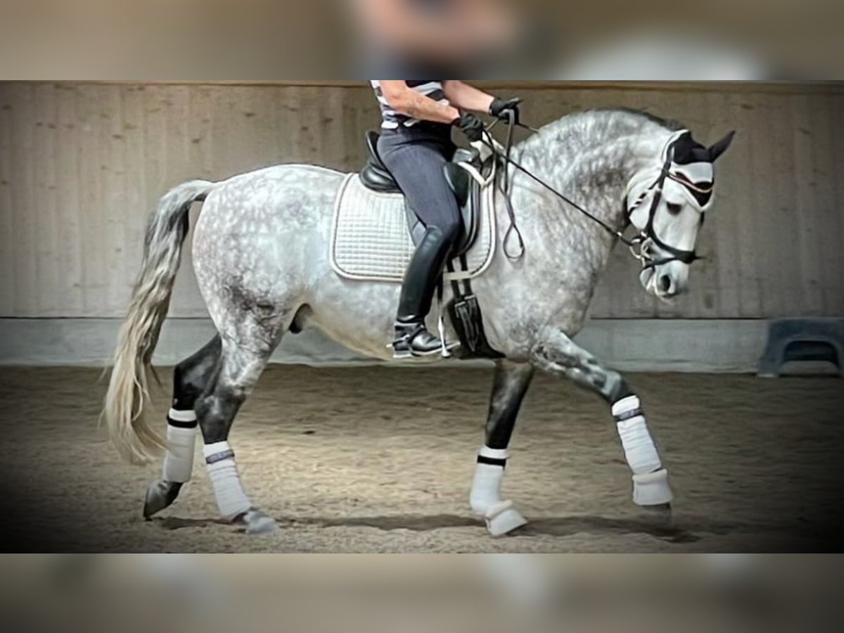 PRE Mix Hengst 9 Jaar 162 cm Schimmel in NAVAS DEL MADRONO