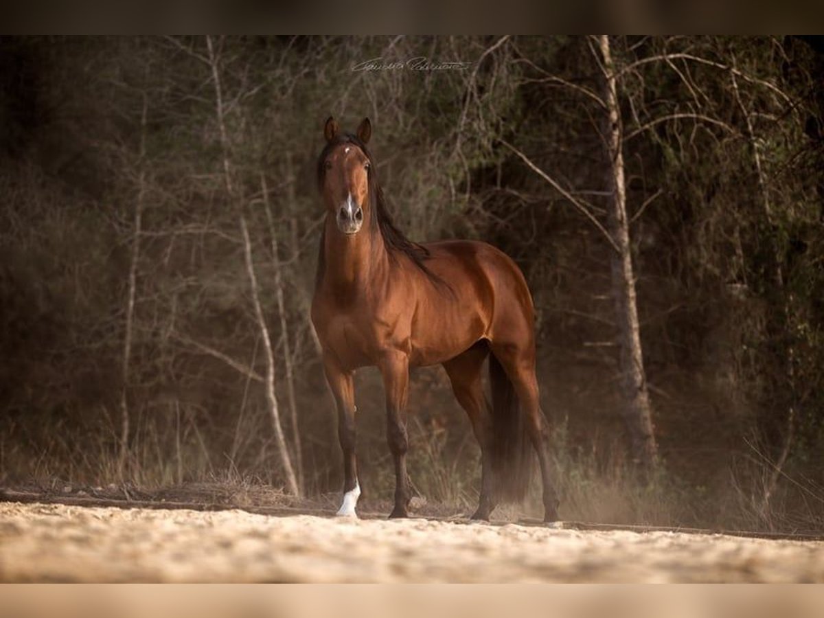 PRE Mix Hengst 9 Jaar 169 cm Bruin in El Catllar