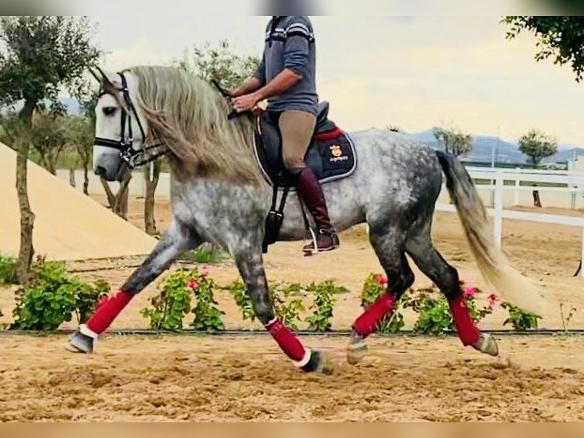 PRE Mix Hengst 9 Jaar 169 cm Schimmel in Valencia