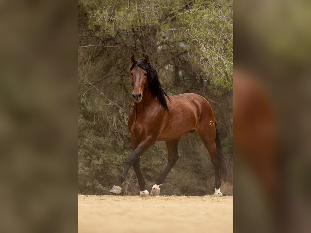 PRE Hengst 9 Jaar 173 cm in El Catllar