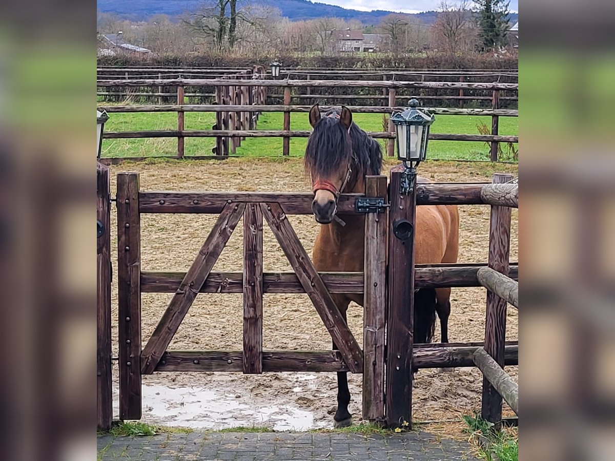 PRE Mix Hengst 9 Jahre 158 cm Falbe in Raeren