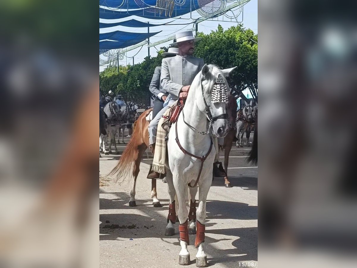 PRE Mix Hengst 9 Jahre 164 cm Schimmel in Malaga