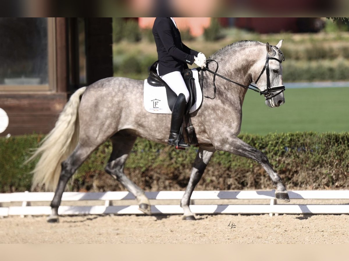 PRE Mix Hengst 9 Jahre 167 cm Schimmel in 28040