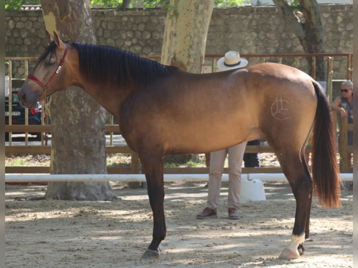 PRE Hengst Buckskin in Vinyols I Els Arcs