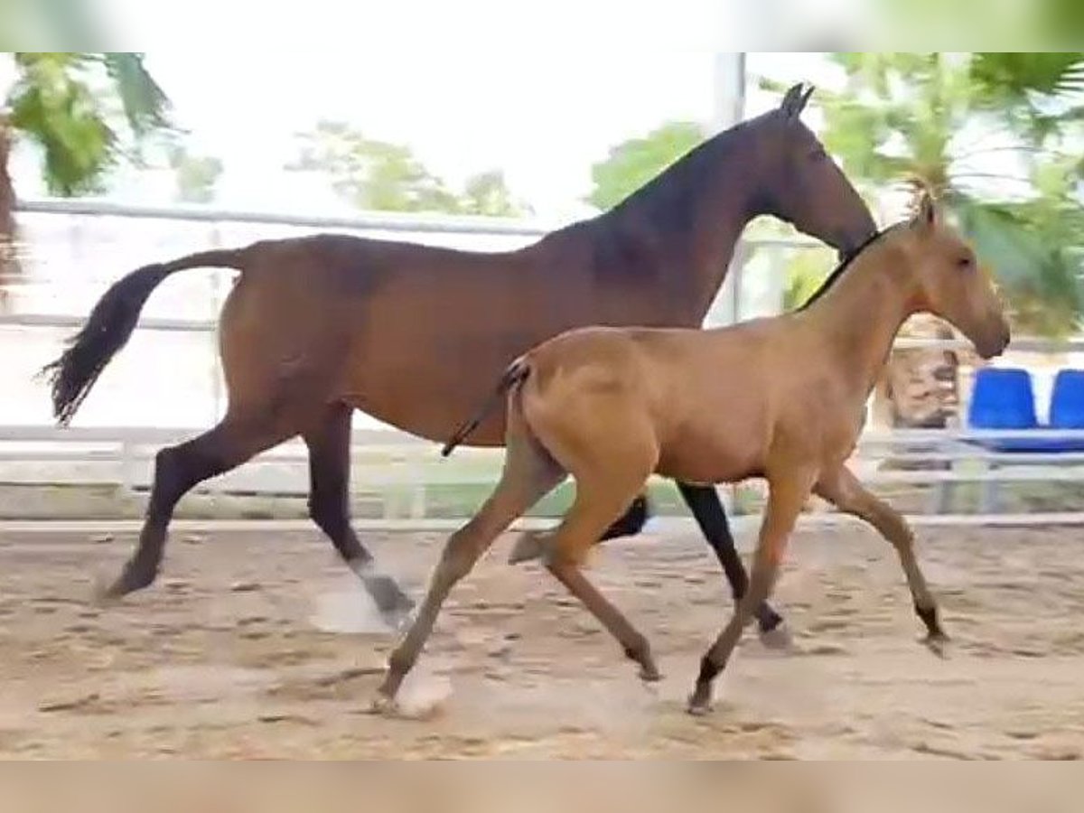 PRE Hengst Fohlen (04/2024) 162 cm Buckskin in Malaga