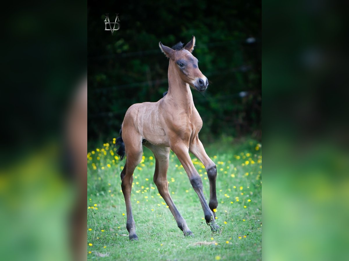 PRE Hengst  165 cm Schwarzbrauner in La Vespi&#xE8;re-Friardel