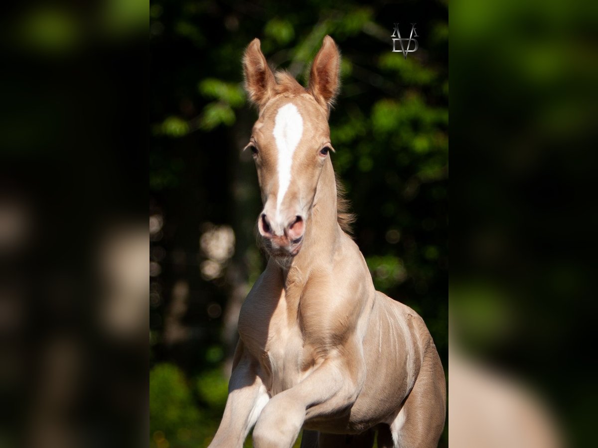PRE Mix Hengst Fohlen (05/2025) 166 cm Champagne in La Vespi&#xE8;re-Friardel