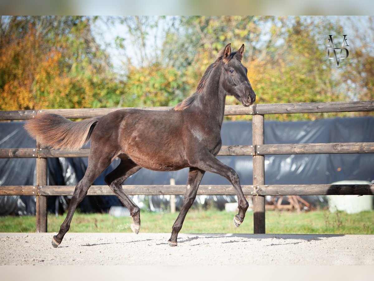 PRE Hengst Fohlen (03/2025) 168 cm Rappe in La Vespi&#xE8;re-Friardel