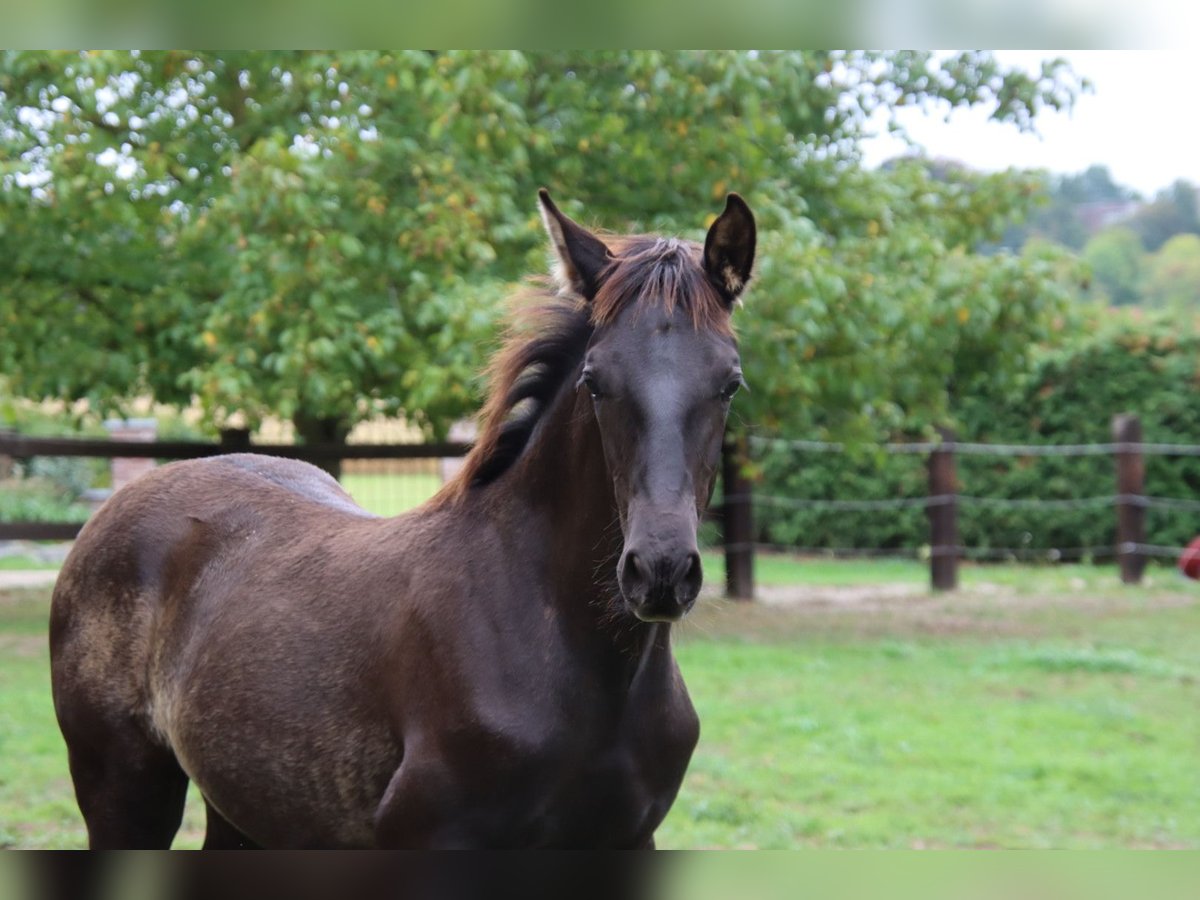PRE Hengst Fohlen (05/2025) 170 cm Rappe in Pellenberg